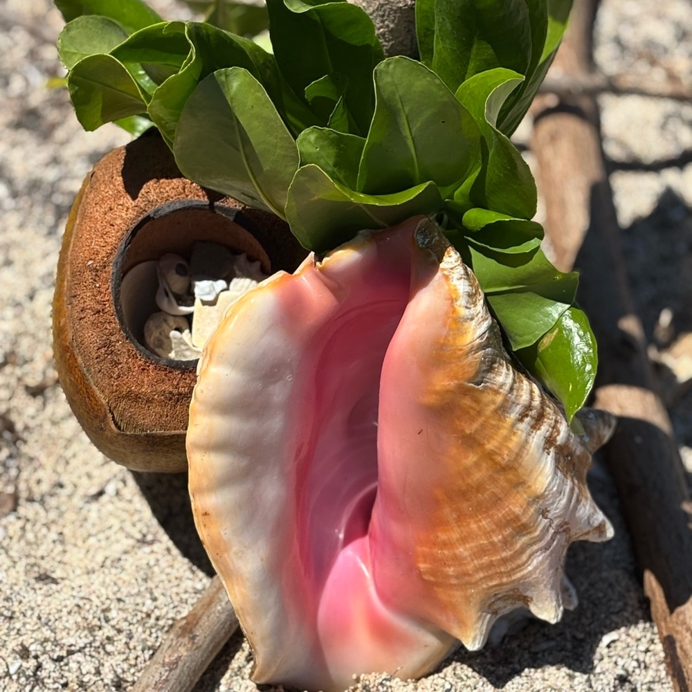 Elegant Pink Conch Shell Accent